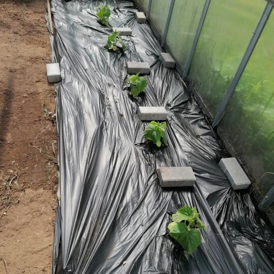 BioAgri plēve dārza augsnes segšanai